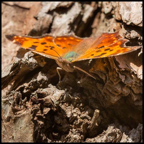 Eastern Comma