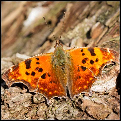 Eastern Comma