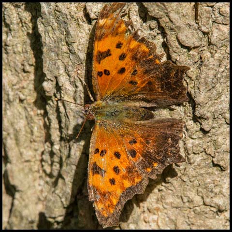 Eastern Comma