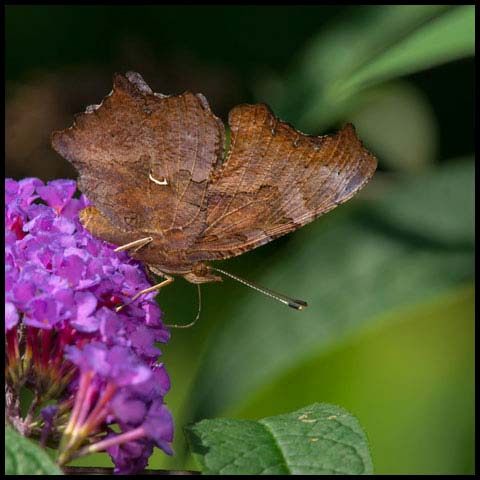 Eastern Comma