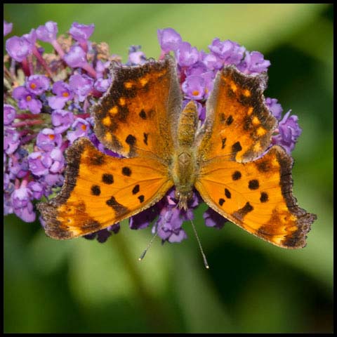 Eastern Comma