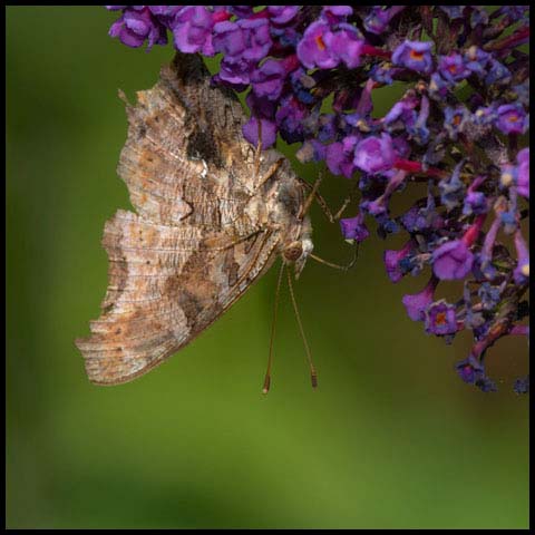 Eastern Comma