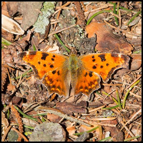 Eastern Comma