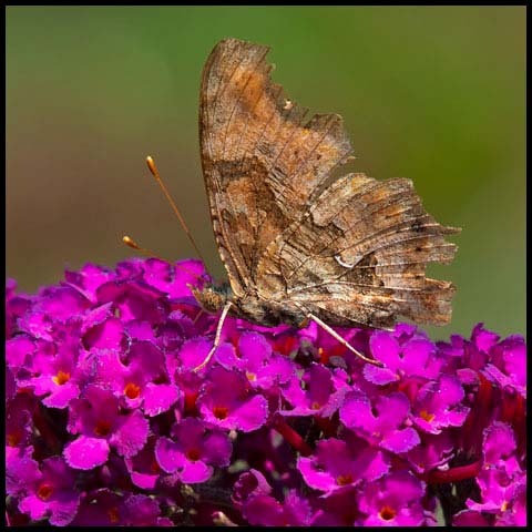 Eastern Comma