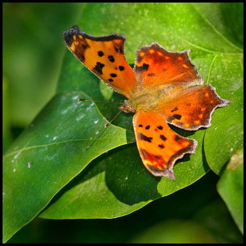 Eastern Comma