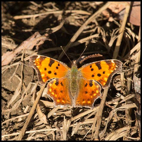 Eastern Comma