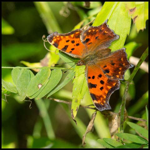 Eastern Comma