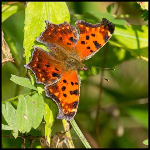 Eastern Comma