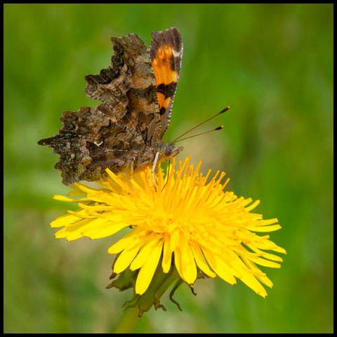 Green Comma