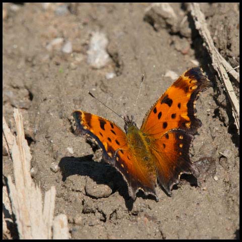 Grey Comma