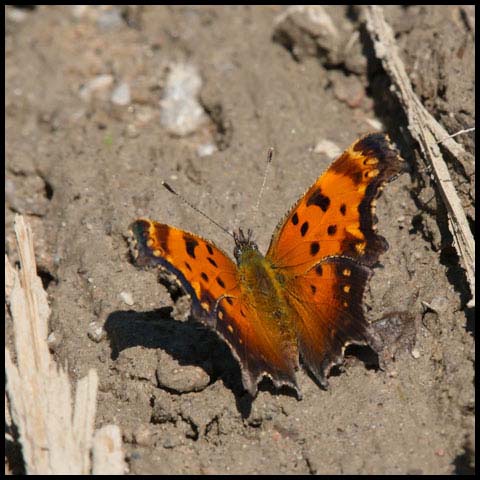 Grey Comma