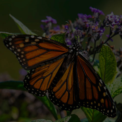 Monarch