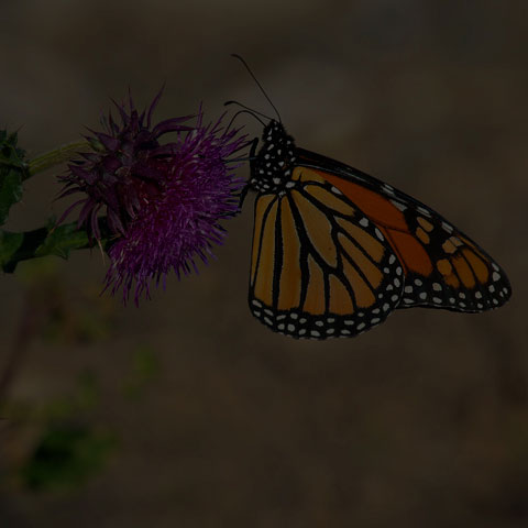 Monarch