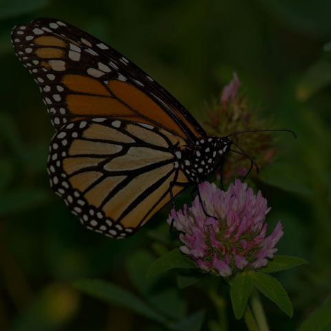 Monarch