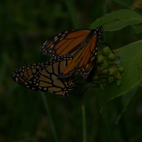 Monarch