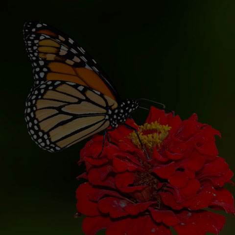 Monarch