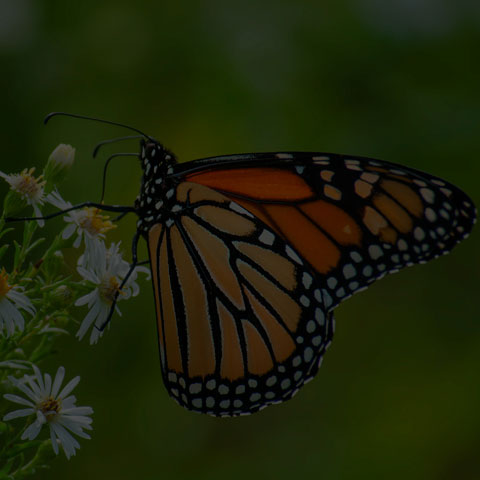 Monarch