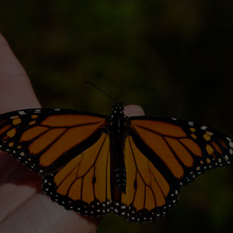 Monarch