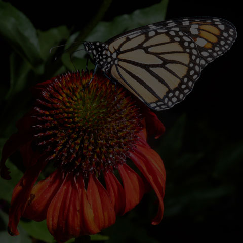 Monarch