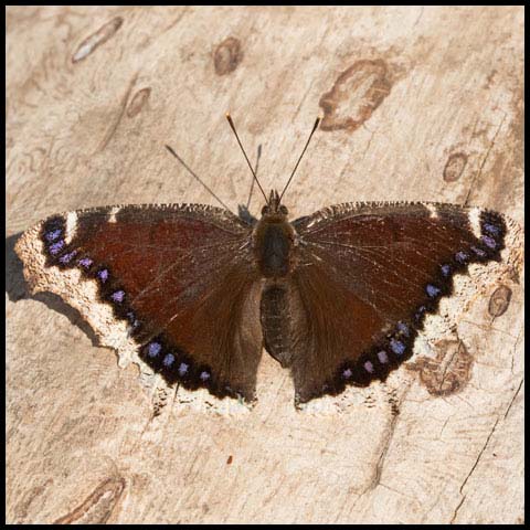 Mourning Cloak