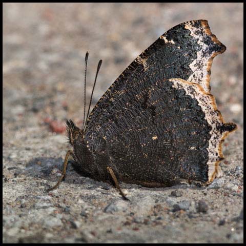 Mourning Cloak