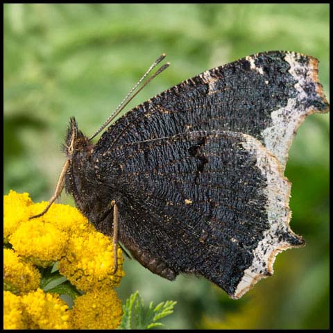 Mourning Cloak