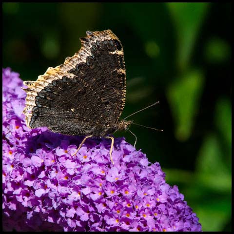 Mourning Cloak