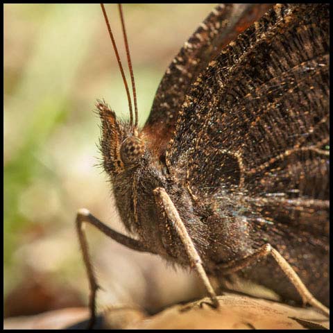 Mourning Cloak