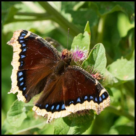 Mourning Cloak