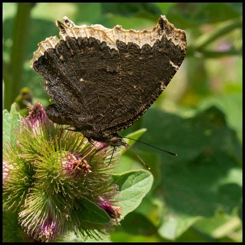 Mourning Cloak