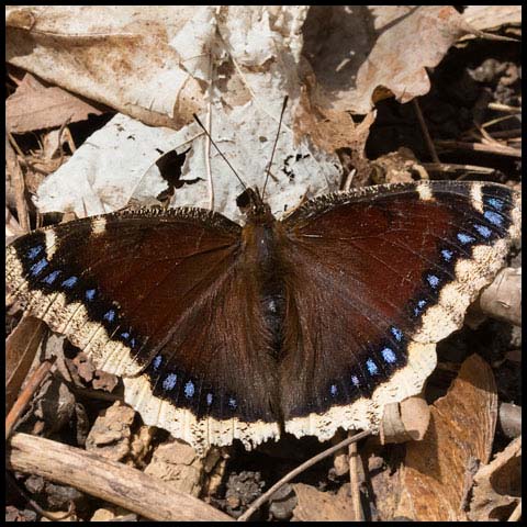 Mourning Cloak