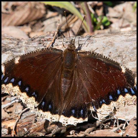 Mourning Cloak