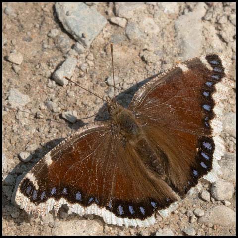 Mourning Cloak