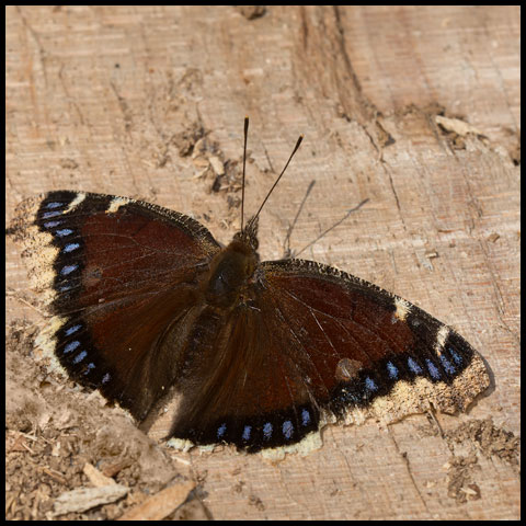 Mourning Cloak