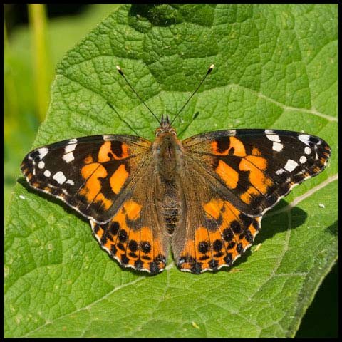 Painted Lady