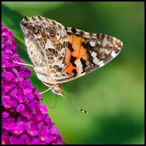 Painted Lady