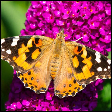 Painted Lady