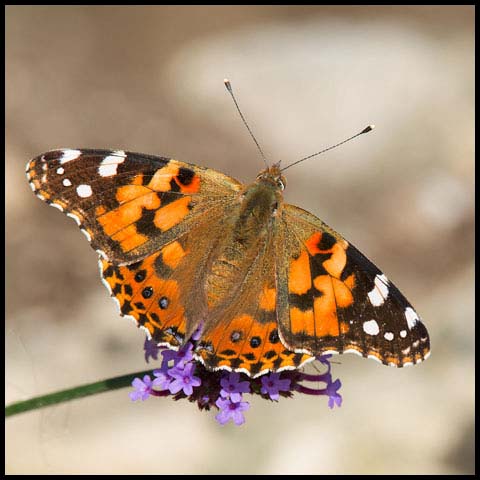 Painted Lady