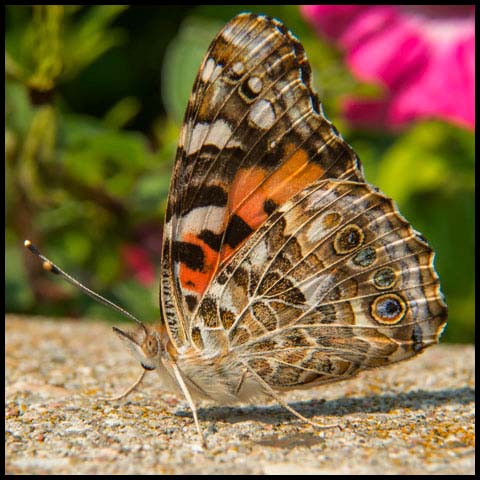 Painted Lady