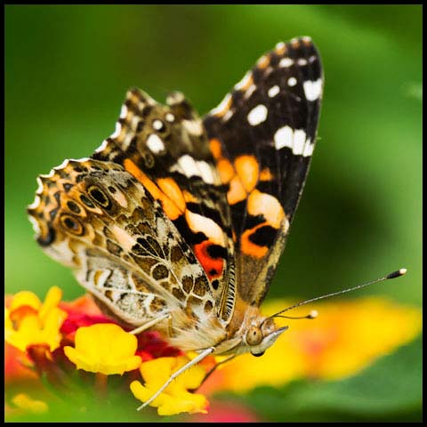 Painted Lady