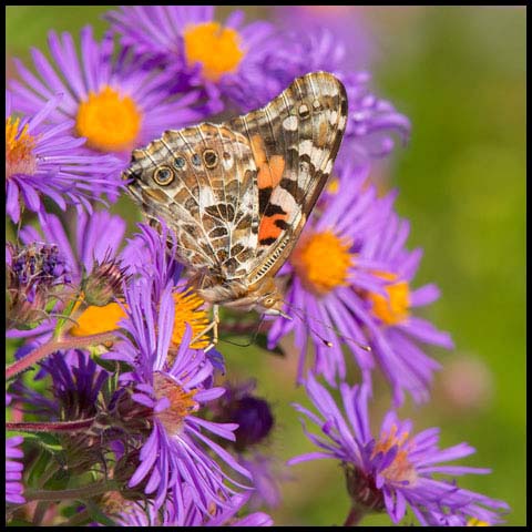 Painted Lady