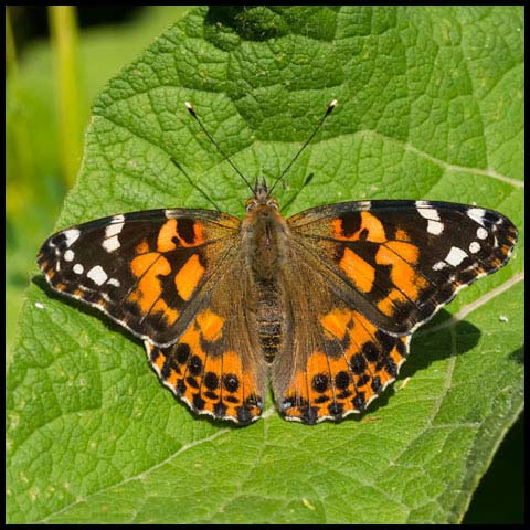 Painted Lady