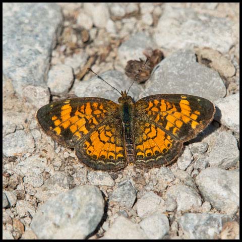 Pearl Crescent