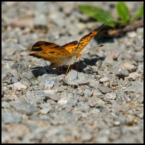 Pearl Crescent