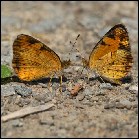 Pearl Crescent