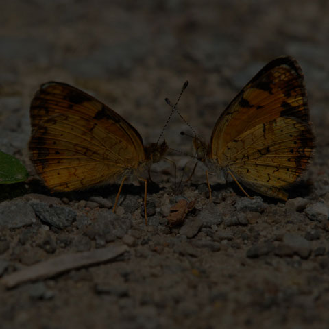 Pearl Crescent
