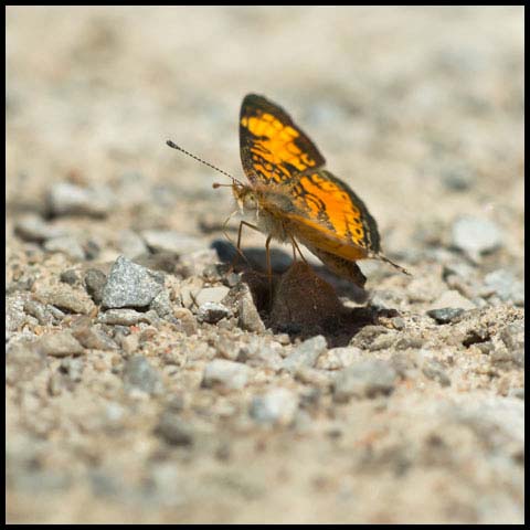 Pearl Crescent