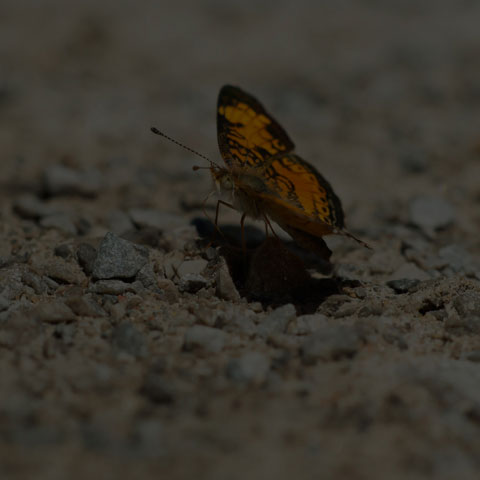 Pearl Crescent