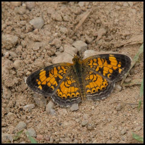 Pearl Crescent