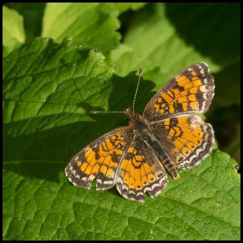 Pearl Crescent